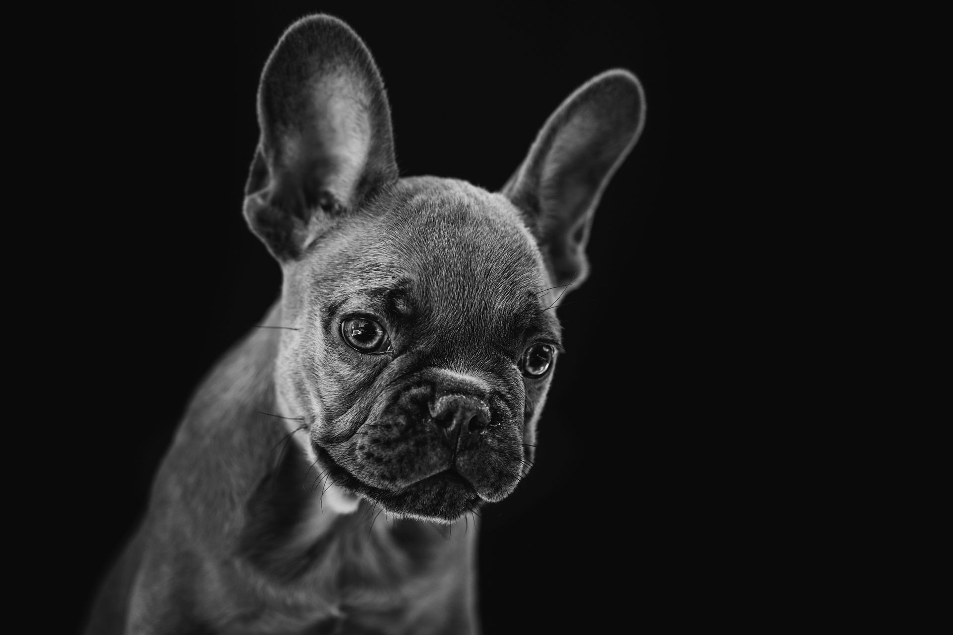 Beautiful black and white portrait of a french bulldog puppy.